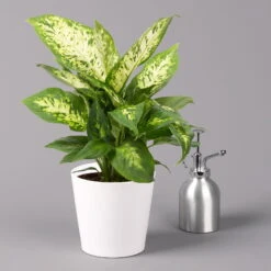 Dieffenbachie 'Compacta' Mit Keramiktopf Dallas Weiß, Topf-Ø12cm, 2er-Set -Garten Sicht Verkäufe 0220170084 Dieffenbachia Compacta mit Topf Dallas weiss 3 1
