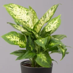 Dieffenbachie 'Compacta' Mit Keramiktopf Dallas Anthrazit, Topf-Ø12cm, 3er-Set -Garten Sicht Verkäufe 0220170085 Dieffenbachia Compacta mit Topf Dallas anthrazit 2