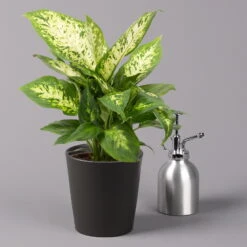 Dieffenbachie 'Compacta' Mit Keramiktopf Dallas Anthrazit, Topf-Ø12cm, 3er-Set -Garten Sicht Verkäufe 0220170085 Dieffenbachia Compacta mit Topf Dallas anthrazit 3