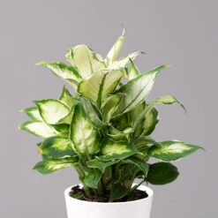 Dieffenbachie 'Cool Beauty' Mit Keramiktopf Dallas Weiß,Topf-Ø12cm, 2er-Set -Garten Sicht Verkäufe 0220170088 Dieffenbachia Cool Beauty Dallas weiss 2