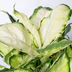 Dieffenbachie 'Cool Beauty' Mit Keramiktopf Dallas Weiß,Topf-Ø12cm, 2er-Set -Garten Sicht Verkäufe 0220170088 Dieffenbachia Cool Beauty Dallas weiss 4