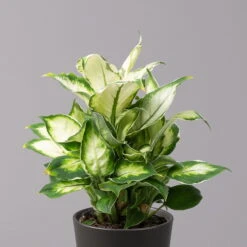 Dieffenbachie 'Cool Beauty ' Mit Keramiktopf Anthrazit, Topf-Ø 12 Cm, 2er-Set -Garten Sicht Verkäufe 0220170089 Dieffenbachia Cool Beauty Dallas anthrazit 2