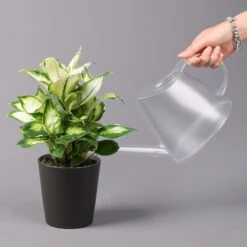 Dieffenbachie 'Cool Beauty ' Mit Keramiktopf Anthrazit, Topf-Ø 12 Cm, 2er-Set -Garten Sicht Verkäufe 0220170089 Dieffenbachia Cool Beauty Dallas anthrazit 3