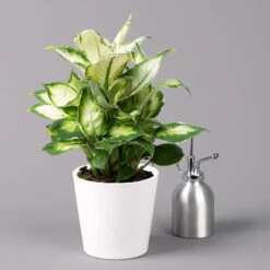Dieffenbachie 'Cool Beauty' Mit Keramiktopf Dallas Weiß,Topf-Ø12cm,Höhe Ca.25 Cm -Garten Sicht Verkäufe 0220170090 Dieffenbachia Cool Beauty Dallas weiss 32