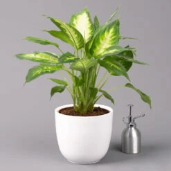 Dieffenbachie 'Camilla' Inkl. Topf Tusca Weiß, Topf-Ø17 Cm, Höhe Ca. 50-60 Cm -Garten Sicht Verkäufe 0220170095 Dieffenbachia Camilla im Topf Tusca 17cm 32