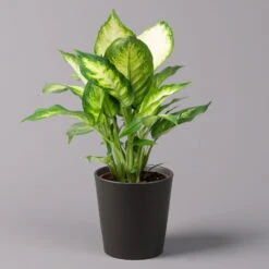 Dieffenbachie 'Camilla' Mit Keramiktopf Dallas Anthrazit,Topf-Ø12cm,Höhe Ca.25cm