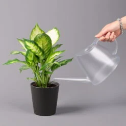 Dieffenbachie 'Camilla' Mit Keramiktopf Dallas Anthrazit,Topf-Ø12cm,Höhe Ca.25cm -Garten Sicht Verkäufe 0220170097 Dieffenbachia Camilla Dallas anthrazit 32