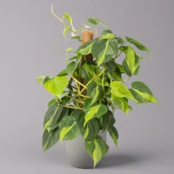 Philodendron 'Brasil', Am Moosstab, Topf-Ø 15 Cm, Höhe Ca. 55 Cm