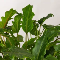 Philodendron Xanadu Im Korb Gaby Natur, Topf-Ø 21 Cm, Höhe Ca. 30-50 Cm -Garten Sicht Verkäufe 0220180137 Philoderndron Xanandu im Dekokorb Gaby T21 WS 3
