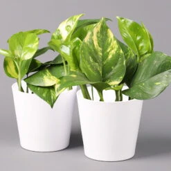 Efeutute Mit Keramiktopf Dallas Weiß, Topf-Ø 12 Cm, Höhe Ca. 15 Cm, 2er-Set