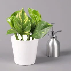 Efeutute Mit Keramiktopf Dallas Weiß, Topf-Ø 12 Cm, Höhe Ca. 15 Cm, 2er-Set -Garten Sicht Verkäufe 0220180186 Epipremum pinn Dallas weiss 3