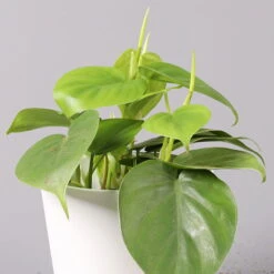 Philodendron Scandens In Keramiktopf Weiß, Topf-Ø 12 Cm, Höhe Ca. 20 Cm, 3er-Set -Garten Sicht Verkäufe 0220180189 Philo scandens inkl Topf Dallas weiss 2