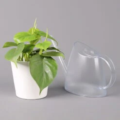 Philodendron Scandens In Keramiktopf Weiß, Topf-Ø 12 Cm, Höhe Ca. 20 Cm, 2er-Set -Garten Sicht Verkäufe 0220180194 Philo scandens inkl Topf Dallas weiss 42