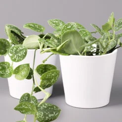 Scindapsus Pictus 'Argyraeus' In Keramitopf Dallas Weiß, Topf-Ø 12 Cm, 2er-Set