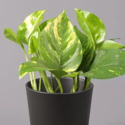 Efeutute Mit Topf Dallas Anthrazit, Topf-Ø 12 Cm, Höhe Ca. 15 Cm, 2er-Set -Garten Sicht Verkäufe 0220180203 Epipremnum pinn in Topf Dallas anthrazit 22