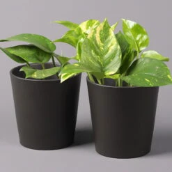 Efeutute Mit Topf Dallas Anthrazit, Topf-Ø 12 Cm, Höhe Ca. 15 Cm, 2er-Set