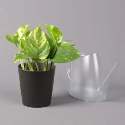 Efeutute Mit Topf Dallas Anthrazit, Topf-Ø 12 Cm, Höhe Ca. 15 Cm, 2er-Set -Garten Sicht Verkäufe 0220180203 Epipremnum pinn in Topf Dallas anthrazit 3