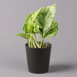 Efeutute 'Marble Queen' Inkl. Topf Dallas Anthrazit, Topf-Ø 12 Cm, Höhe Ca. 15cm