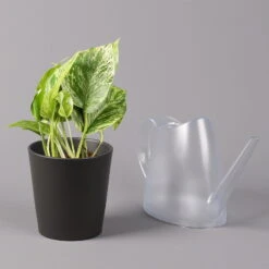 Efeutute 'Marble Queen' Inkl. Topf Dallas Anthrazit, Topf-Ø 12 Cm, Höhe Ca. 15cm -Garten Sicht Verkäufe 0220180206 Epipr Marble Queen Topf Dallas anthrazit 3