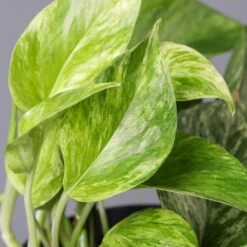 Efeutute 'Marble Queen' Inkl. Übertopf Vibes Gelb, Topf-Ø 12 Cm, Höhe Ca. 15 Cm -Garten Sicht Verkäufe 0220180206 Epipr Marble Queen Topf Dallas anthrazit 43 3