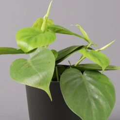 Philodendron Scandens In Topf Anthrazit, Topf-Ø 12 Cm, Höhe Ca 20 Cm, 3er-Set -Garten Sicht Verkäufe 0220180208 Philo scand inkl Topf Dallas anthrazit 22