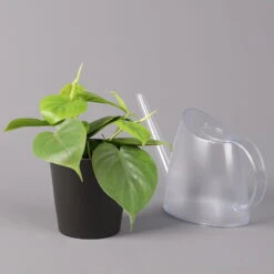 Philodendron Scandens In Topf Anthrazit, Topf-Ø 12 Cm, Höhe Ca 20 Cm, 3er-Set -Garten Sicht Verkäufe 0220180208 Philo scand inkl Topf Dallas anthrazit 32