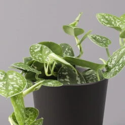 Gefleckte Efeutute 'Argyraeus, In Keramiktopf Anthrazit, Topf-Ø 12 Cm, 3er-Set -Garten Sicht Verkäufe 0220180211 Scind pict Argyraeus Topf Dallas anthrazit 2