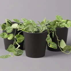 Gefleckte Efeutute 'Argyraeus, In Keramiktopf Anthrazit, Topf-Ø 12 Cm, 3er-Set