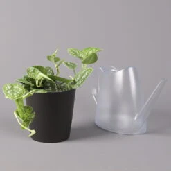 Gefleckte Efeutute 'Argyraeus, In Keramiktopf Anthrazit, Topf-Ø 12cm, 2er-Set -Garten Sicht Verkäufe 0220180213 Scind pict Argyraeus Topf Dallas anthrazit 3