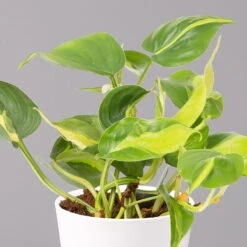 Philodendron 'Brasil' In Keramiktopf Dallas Weiß, Topf-Ø 12 Cm, 3er-Set -Garten Sicht Verkäufe 0220180291 Philo scandens Brasil in Dallas weiss 12cm 3er Set 3 114655
