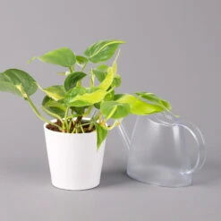 Philodendron 'Brasil' In Keramiktopf Dallas Weiß, Topf-Ø 12 Cm, 3er-Set -Garten Sicht Verkäufe 0220180291 Philo scandens Brasil in Dallas weiss 12cm 3er Set 4 114656