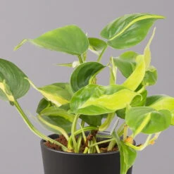 Philodendron 'Brasil' In Keramiktopf Dallas Anthrazit, Topf-Ø 12cm, 2er-Set -Garten Sicht Verkäufe 0220180294 Philo scandens Brasil in Dallas anthr 12cm 2er Set 3 114651
