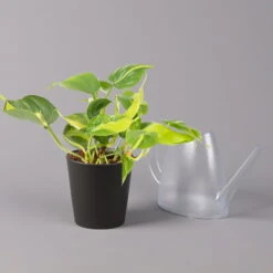 Philodendron 'Brasil' In Keramiktopf Dallas Anthrazit, Topf-Ø 12cm, 2er-Set -Garten Sicht Verkäufe 0220180294 Philo scandens Brasil in Dallas anthr 12cm 2er Set 4 114652