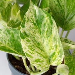 Efeutute 'Marble Queen' Inkl. Übertopf Vibes Blau, Topf-Ø 12 Cm, Höhe Ca. 15 Cm -Garten Sicht Verkäufe 0220180373 0220180374 0220180375 0220180376 Epipremnum Marble queen 7 124941 1