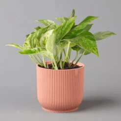 Efeutute 'Marble Queen' Inkl. Übertopf Vibes Rosa, Topf-Ø 12 Cm, Höhe Ca. 15 Cm