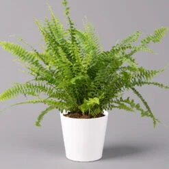 Garten Sicht Verkäufe -Garten Sicht Verkäufe 0220190124 Nephrolep Green Lady Dallas weiss 1 2