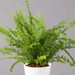 Schwertfarn 'Green Lady' In Keramiktopf Weiß, Topf-Ø12cm, Höhe Ca 35 Cm, 3er-Set -Garten Sicht Verkäufe 0220190124 Nephrolep Green Lady Dallas weiss 2 1