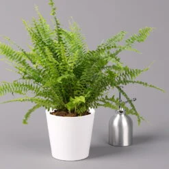 Schwertfarn 'Green Lady' In Keramiktopf Weiß, Topf-Ø12cm, Höhe Ca 35 Cm, 2er-Set -Garten Sicht Verkäufe 0220190124 Nephrolep Green Lady Dallas weiss 3 2