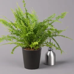 Schwertfarn 'Green Lady' Mit Keramiktopf Dallas Anthrazit, Topf-Ø12cm -Garten Sicht Verkäufe 0220190127 Nephrolep Green Lady Dallas anthrazit 3