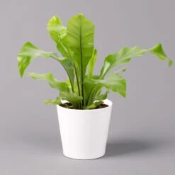 Nestfarn, Mit Keramiktopf Dallas Weiß, Topf-Ø12cm, Höhe Ca. 35 Cm