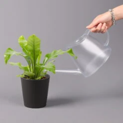 Nestfarn, Mit Keramiktopf Dallas Anthrazit, Topf-Ø12cm, Höhe Ca. 35 Cm -Garten Sicht Verkäufe 0220190133 Asplenium nidus Dallas anthrazit 3 2 108179