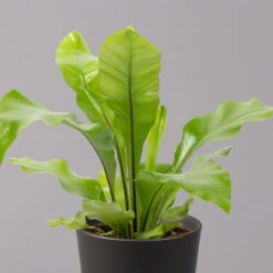 Nestfarn, Mit Keramiktopf Dallas Anthrazit, Topf-Ø12cm, Höhe Ca. 35 Cm, 2er-Set -Garten Sicht Verkäufe 0220190134 Asplenium nidus Dallas anthrazit 2 108183