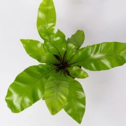 Nestfarn, Mit Keramiktopf Dallas Anthrazit, Topf-Ø12cm, Höhe Ca. 35 Cm, 2er-Set -Garten Sicht Verkäufe 0220190134 Asplenium nidus Dallas anthrazit 4 108185