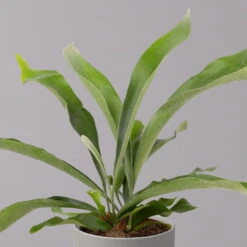 Geweihfarn, Topf-Ø 12 Cm, Höhe Ca. 30 Cm, 2er-Set -Garten Sicht Verkäufe 0220190143 Platycerium bifurcatum 12cm 2er Set 3