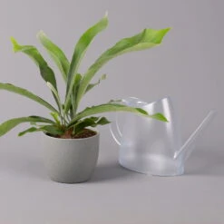 Geweihfarn, Topf-Ø 12 Cm, Höhe Ca. 30 Cm, 2er-Set -Garten Sicht Verkäufe 0220190143 Platycerium bifurcatum 12cm 2er Set 4