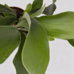 Geweihfarn, Topf-Ø 12 Cm, Höhe Ca. 30 Cm, 2er-Set -Garten Sicht Verkäufe 0220190143 Platycerium bifurcatum 2er Set 7