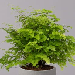 Frauenhaarfarn 'Fritz Lüthi', Topf-Ø 12 Cm, Höhe Ca. 23 Cm, 3er-Set -Garten Sicht Verkäufe 0220190144 Adiantum raddianum Fritz Luethi 12cm 3er Set 3