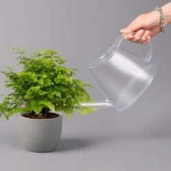 Frauenhaarfarn 'Fritz Lüthi', Topf-Ø 12 Cm, Höhe Ca. 23 Cm, 3er-Set -Garten Sicht Verkäufe 0220190144 Adiantum raddianum Fritz Luethi 12cm 3er Set 4