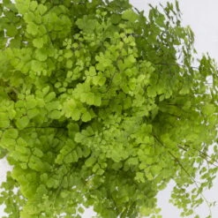 Frauenhaarfarn 'Fritz Lüthi', Topf-Ø 12 Cm, Höhe Ca. 23 Cm, 3er-Set -Garten Sicht Verkäufe 0220190144 Adiantum raddianum Fritz Luethi 3er Set 7