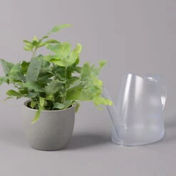 Phlebodium Aureum 'Blue Star', Topf-Ø 12 Cm, Höhe Ca. 30 Cm, 3er-Set -Garten Sicht Verkäufe 0220190146 Phlebodium aureum Blue Star 12cm 3er Set 4